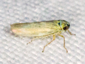 Macrosteles laevis